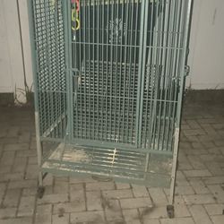 Bird Cage 