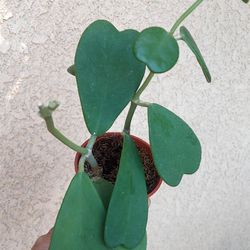 Small Hoya Kerrii Plant $20