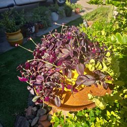 Lovely Wandering Jew Plant In 10in Wide Ceramic Pot 