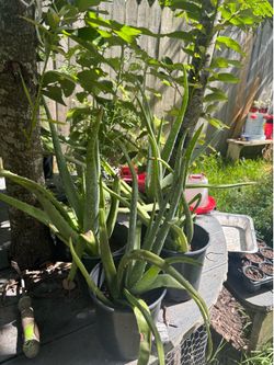 Aloe Vera