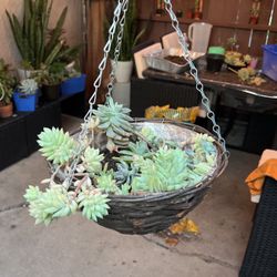 Hanging Succulents 