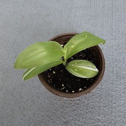 Tradescantia  starter plant