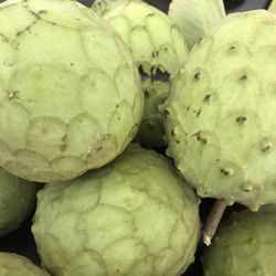 Cherimoya tree