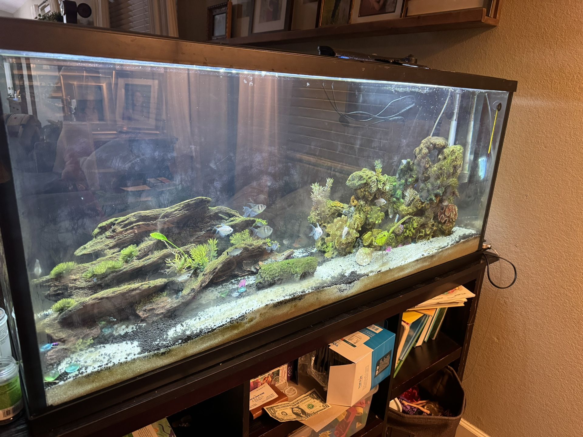55 Gallon Fish Tank