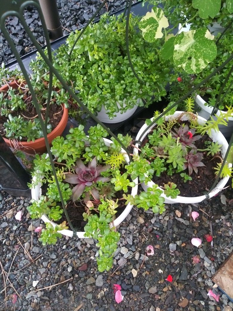 Succulents baskets $6.00 each