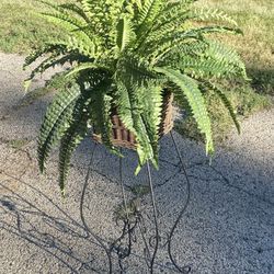 Silk Fern Plant