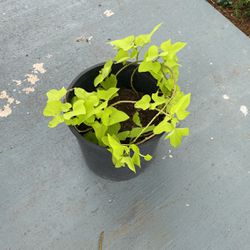 Potato Vine Plant 