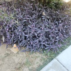 Purple Heart Curtings. Pick Up Only  5 For 3 