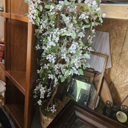 7 Foot Beautiful Tree With Blossoms Paid Over 300 For It Great Deal 