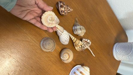 Lot/ Coastal shells /  beautiful small and large , rare ones