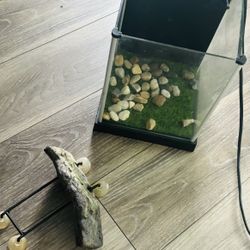 Fish Aquarium 