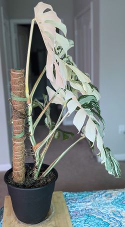 Rare Monstera Albo "White Tiger" for Sale in Nashville, TN - OfferUp