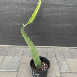 Vietnamese White Dragon Fruit in 1-gal Container 