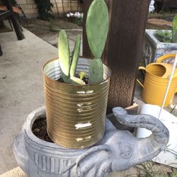 Mata De Nopal  Cactus  