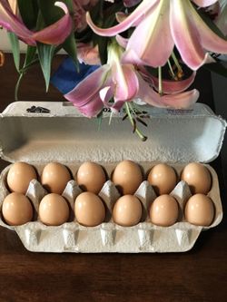 Backyard eggs (100% cruelty free!)