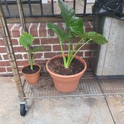 Baby Elephant Ear Plants 