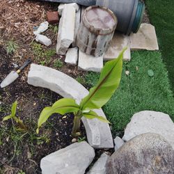 Banana Trees For Sale