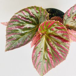Plants (4”pot🌿Begonia Brevirimosa “Edinburgh”)
