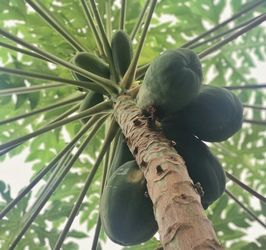 Organic Green Papaya