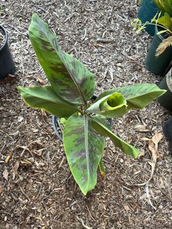 Banana Tree (Goldfinger)