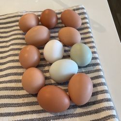 ORGANIC FREE RANGE EGGS