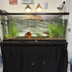 Free Turtles