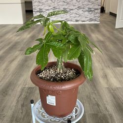 Money  tree plant