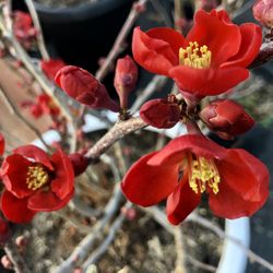 Hoa Dao Nhat Do Bonsai Quince Red Big 7 Gallons Pot 