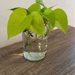 Neon pothos 