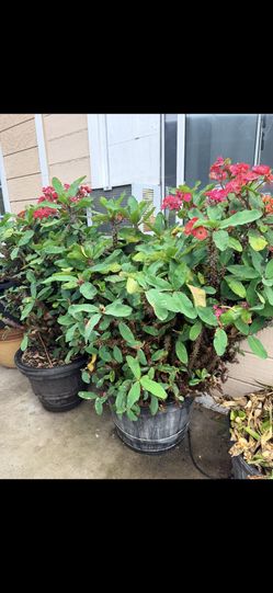 Crown of thorns
