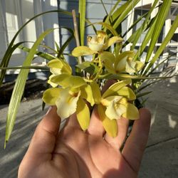 Cymbidium Plant