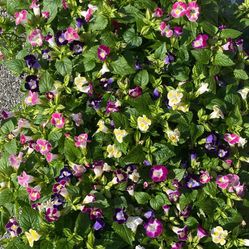 Torenia