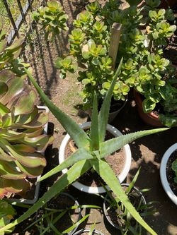 Aloe Vera $15