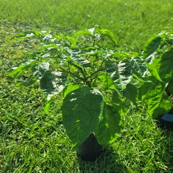 Scotch Bonnet Pepper Plants
