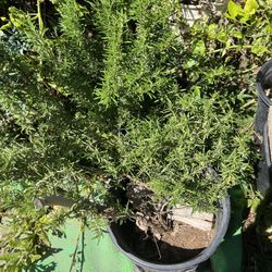 Rosemary Plant