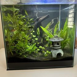 14 gallon rimless fish tank