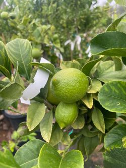 5 Gallon Size- Tangerine Trees- Orange Trees- Grapefruit Trees- Lime Trees- Lemon Trees