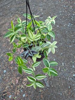 Cream And Green plant 6" pot