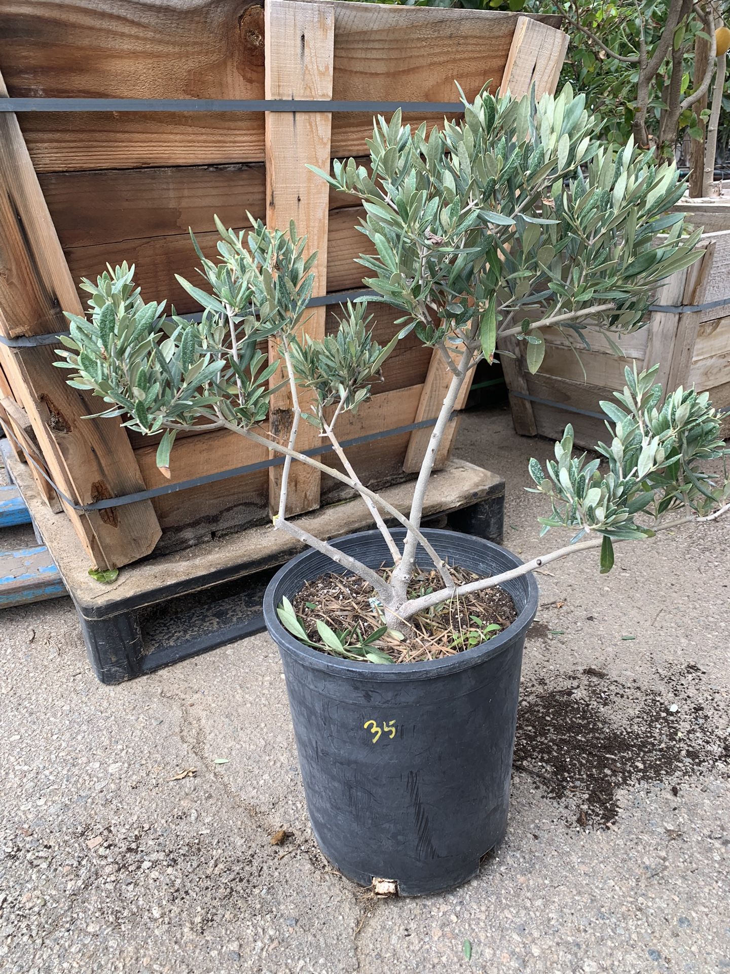 Olive Topiary Plant
