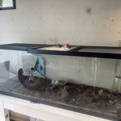 Bearded Dragon Terrain 45-50gallon Tank
