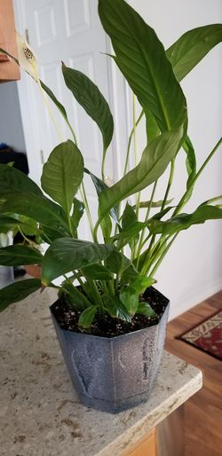 White Premium Sympathy Peace Lily - Indoor Plants