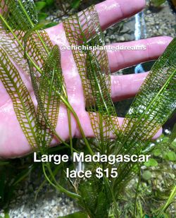 Tons Of Aquarium Plants Available.