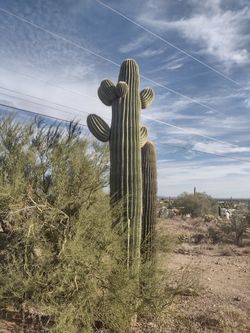 Saguaro Cactus For Sale