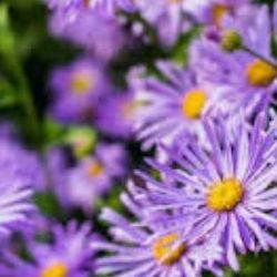 Aster Plants