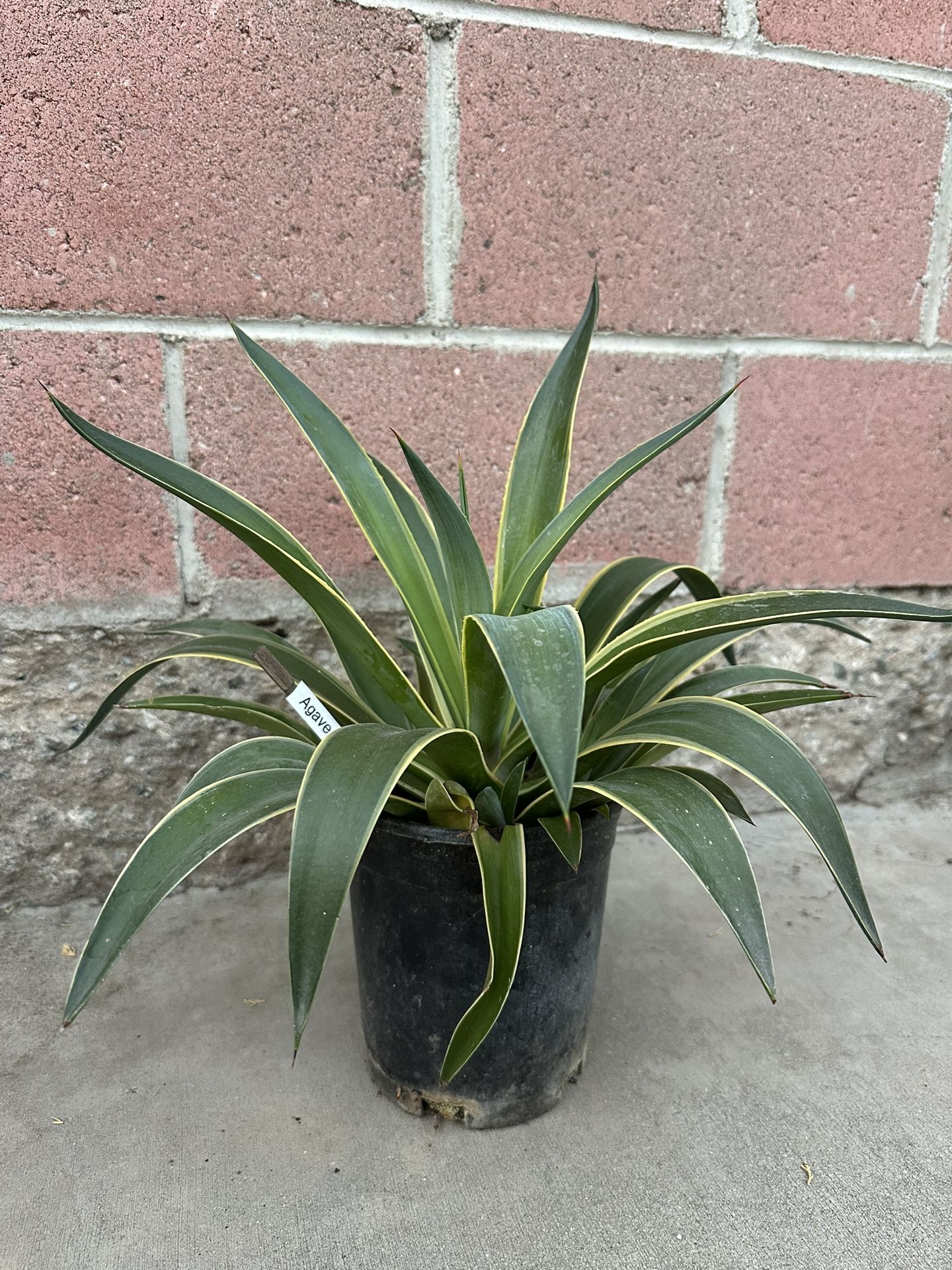 Agave Plant