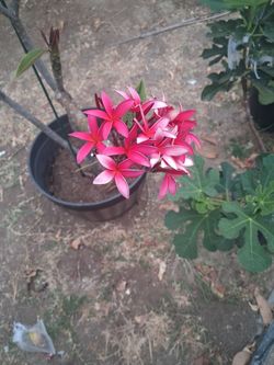 Plumeria