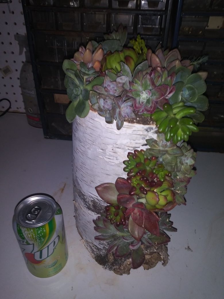 Live succulents planted in a log