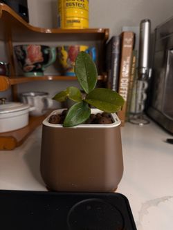 Hoya w/ Self-Watering Pot (Semi-Hydro, Ready to Go) 3