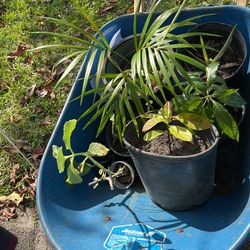 Plants For Sale