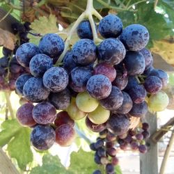 🍇Grapevine (Black Monukka)Uva